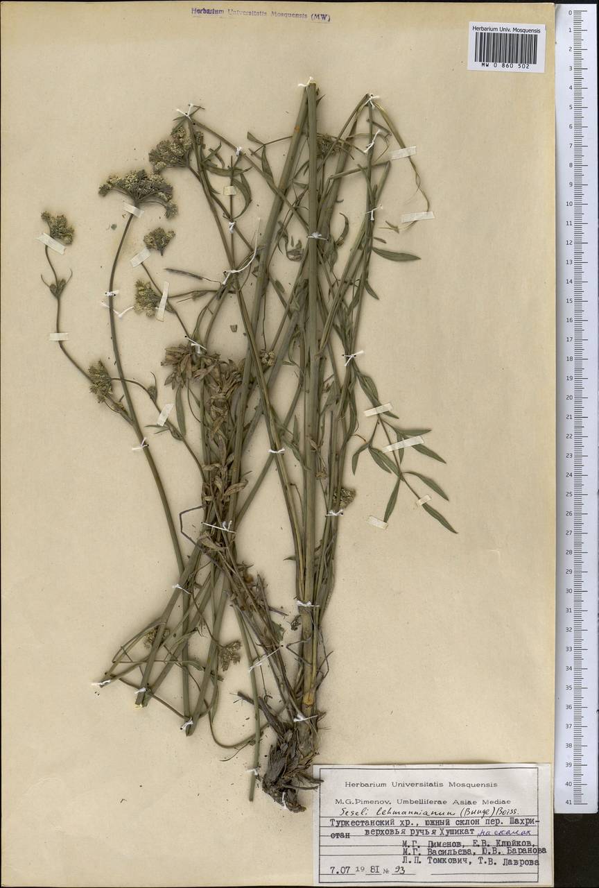 Seseli lehmannianum (Bunge) Boiss., Middle Asia, Pamir & Pamiro-Alai (M2) (Tajikistan)