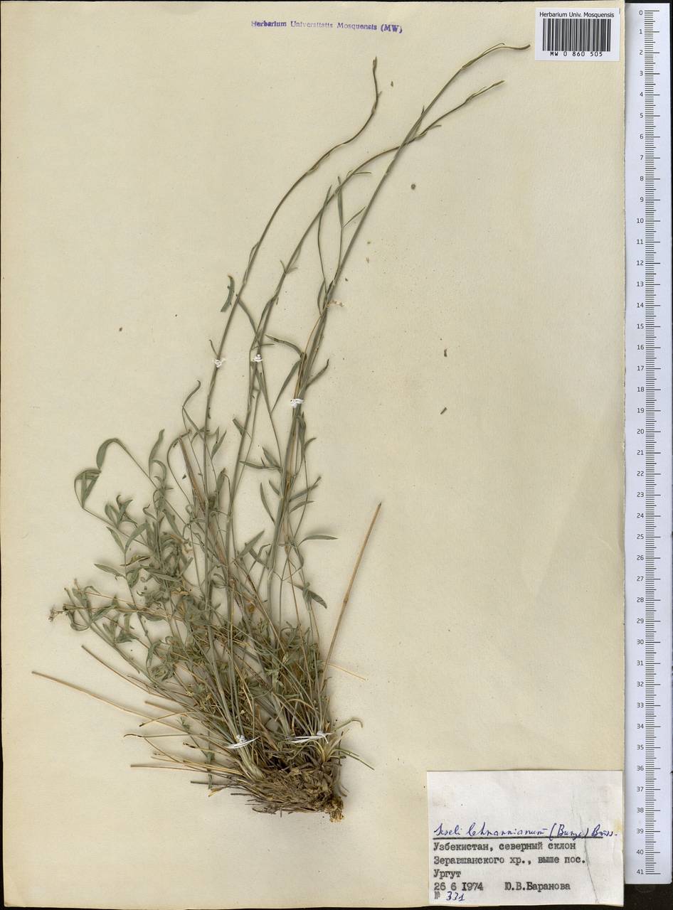 Seseli lehmannianum (Bunge) Boiss., Middle Asia, Pamir & Pamiro-Alai (M2) (Uzbekistan)