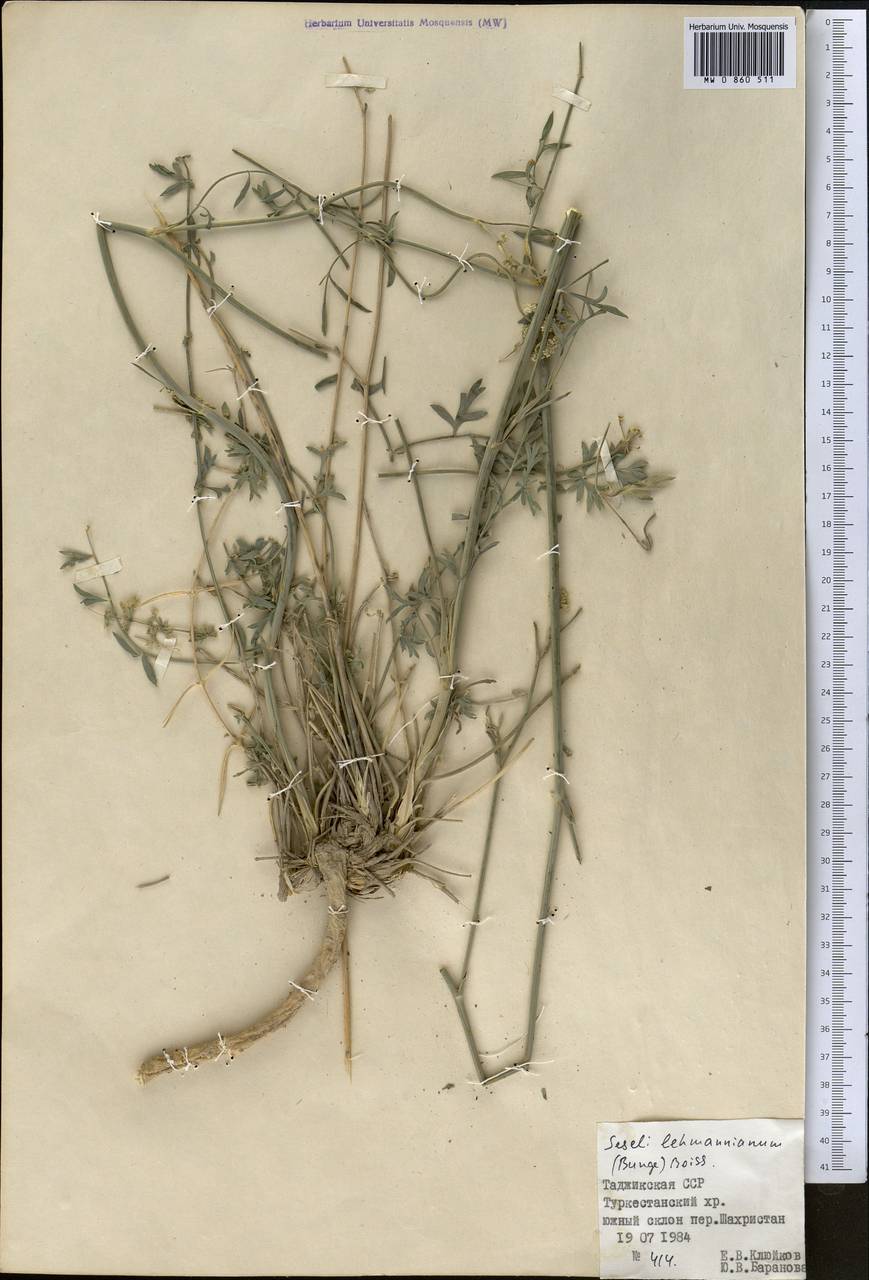 Seseli lehmannianum (Bunge) Boiss., Middle Asia, Pamir & Pamiro-Alai (M2) (Tajikistan)