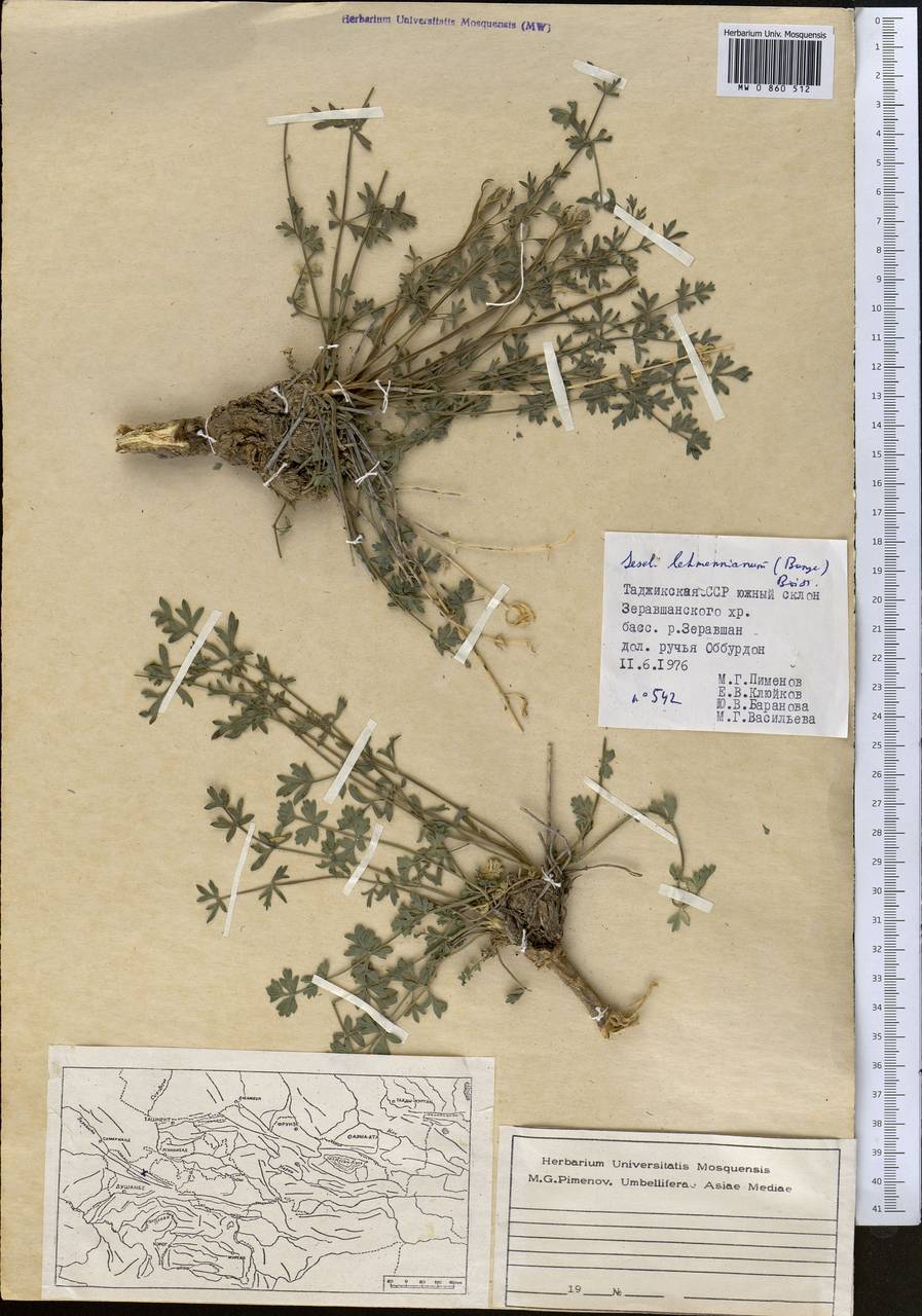Seseli lehmannianum (Bunge) Boiss., Middle Asia, Pamir & Pamiro-Alai (M2) (Tajikistan)
