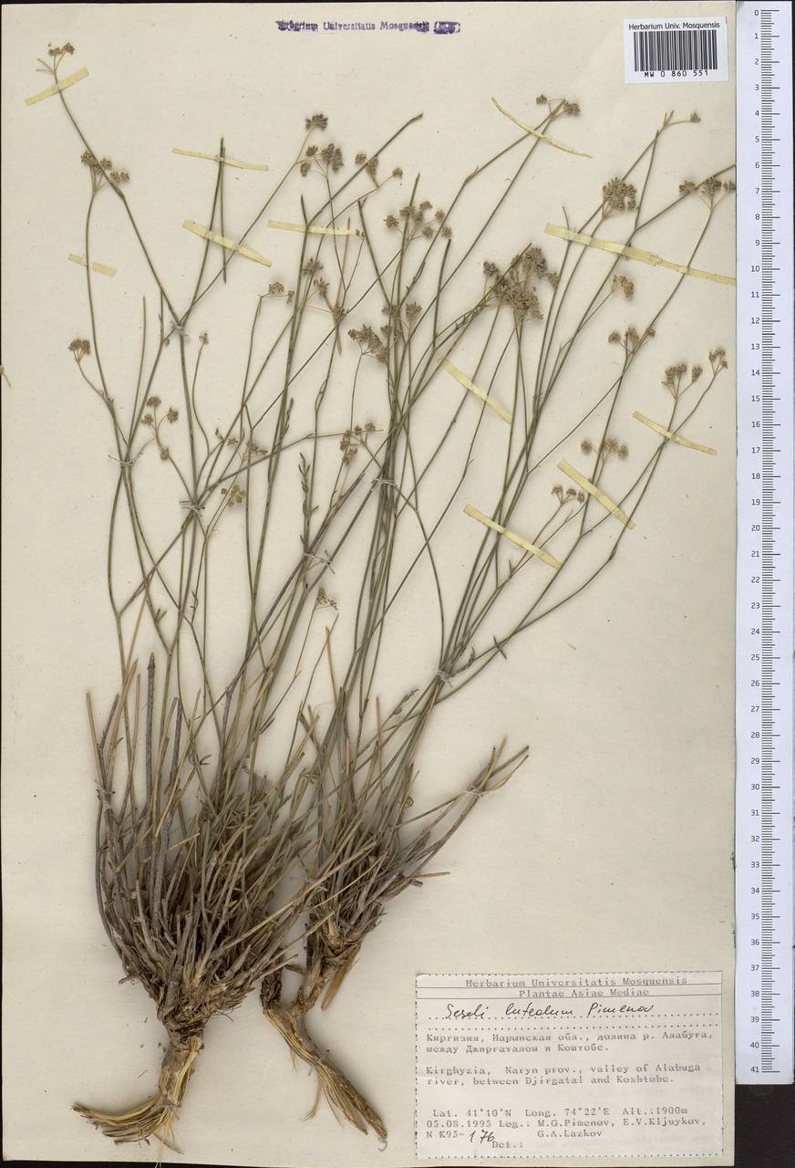 Seseli luteolum Pimenov, Middle Asia, Northern & Central Tian Shan (M4) (Kyrgyzstan)