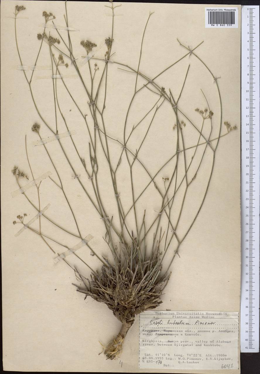 Seseli luteolum Pimenov, Middle Asia, Northern & Central Tian Shan (M4) (Kyrgyzstan)