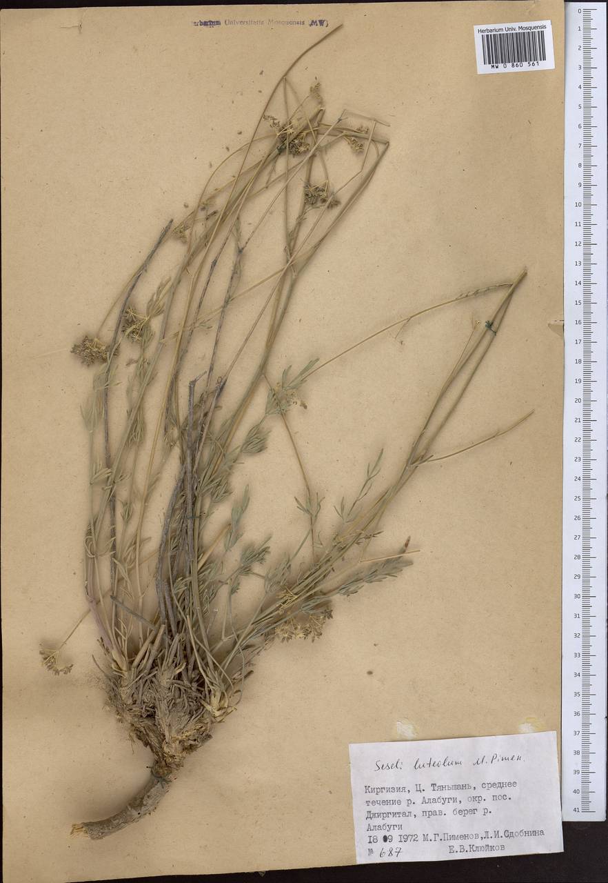 Seseli luteolum Pimenov, Middle Asia, Northern & Central Tian Shan (M4) (Kyrgyzstan)