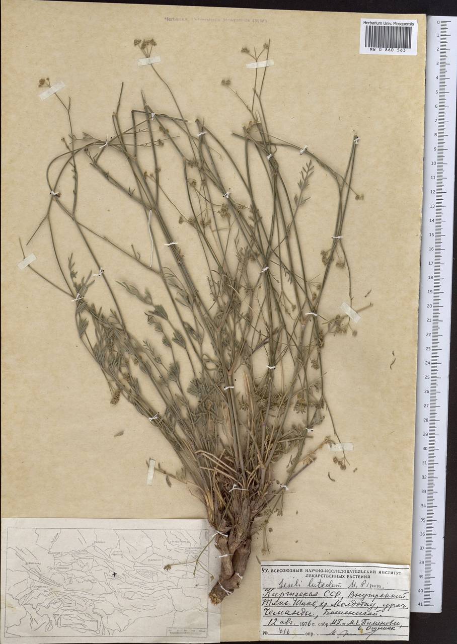 Seseli luteolum Pimenov, Middle Asia, Northern & Central Tian Shan (M4) (Kyrgyzstan)