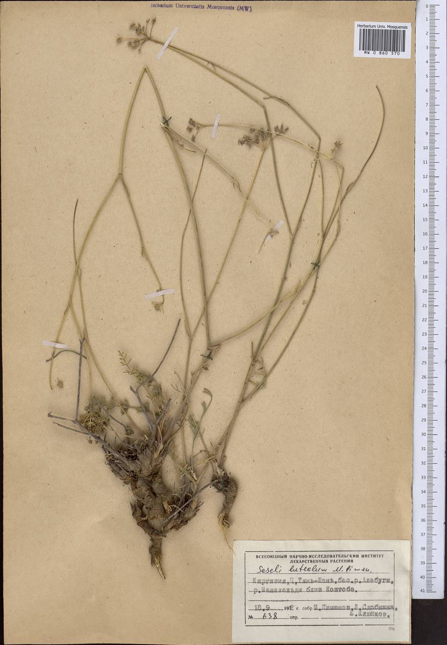 Seseli luteolum Pimenov, Middle Asia, Northern & Central Tian Shan (M4) (Kyrgyzstan)