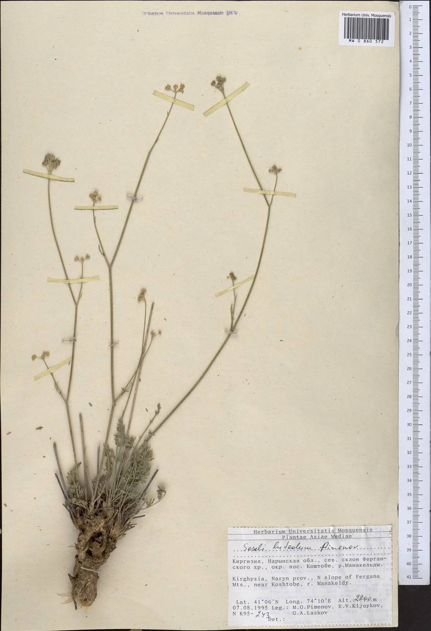 Seseli luteolum Pimenov, Middle Asia, Northern & Central Tian Shan (M4) (Kyrgyzstan)