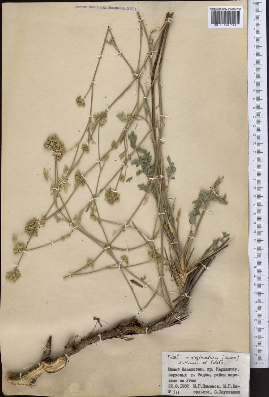 Libanotis marginata Korov., Middle Asia, Western Tian Shan & Karatau (M3) (Kazakhstan)