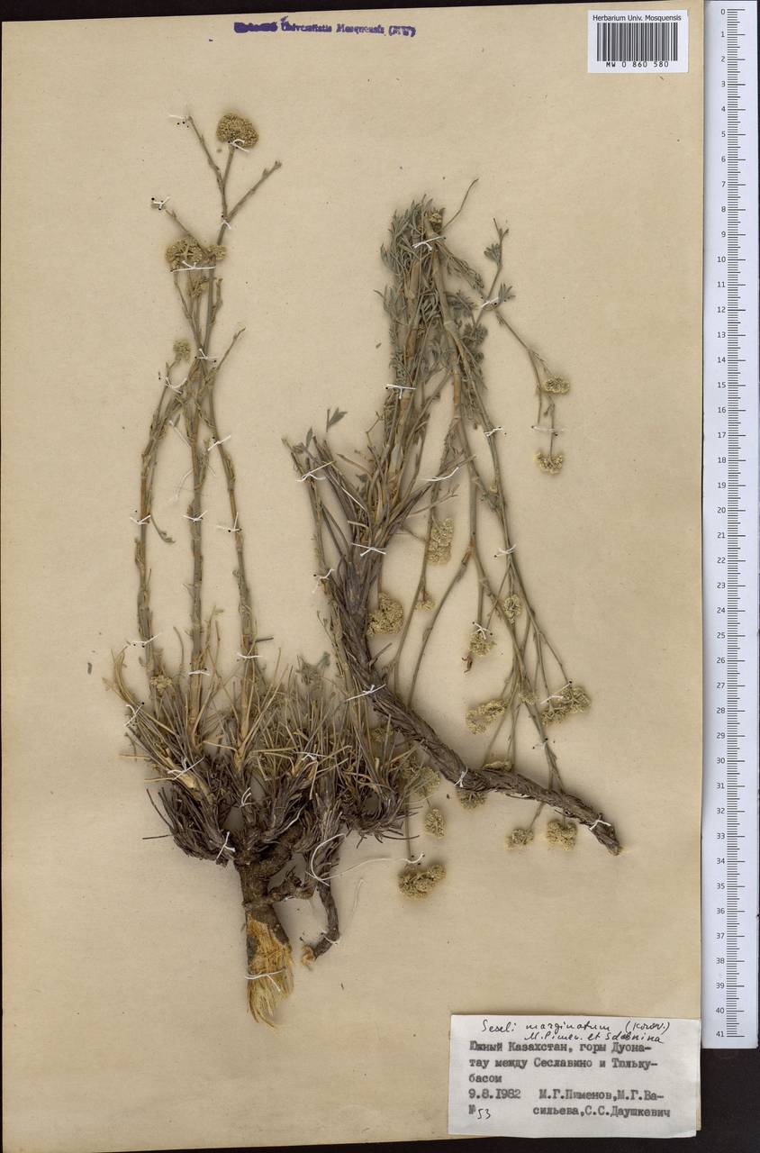 Libanotis marginata Korov., Middle Asia, Western Tian Shan & Karatau (M3) (Kazakhstan)