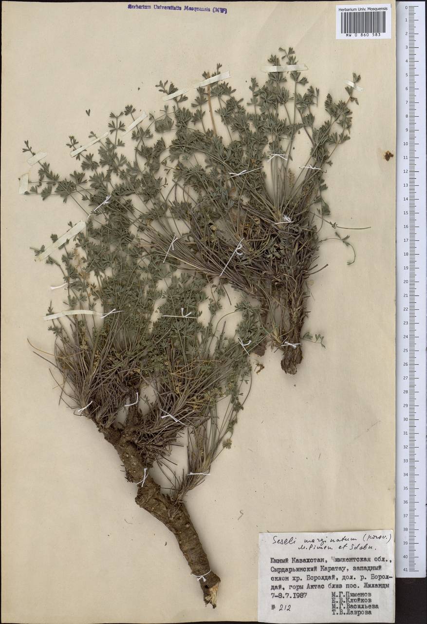 Libanotis marginata Korov., Middle Asia, Western Tian Shan & Karatau (M3) (Kazakhstan)