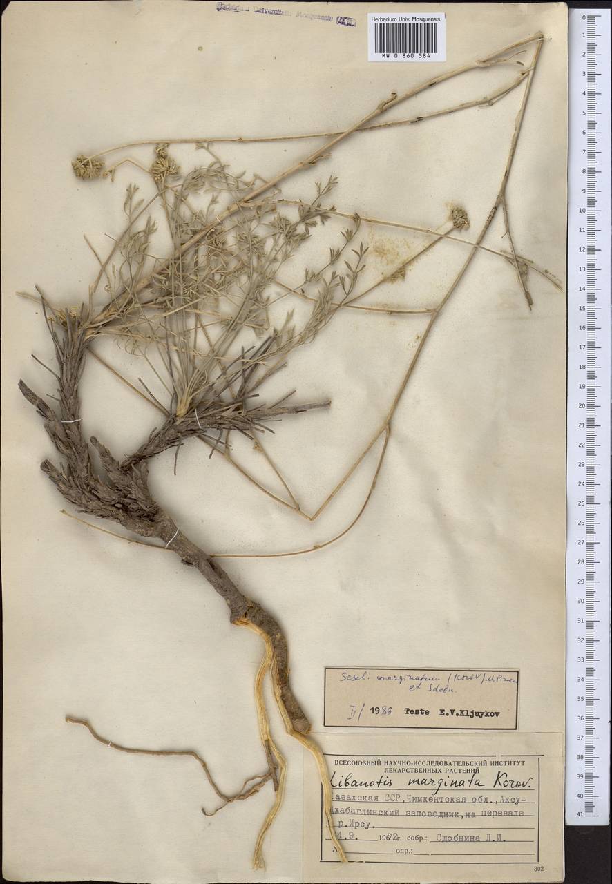 Libanotis marginata Korov., Middle Asia, Western Tian Shan & Karatau (M3) (Kazakhstan)