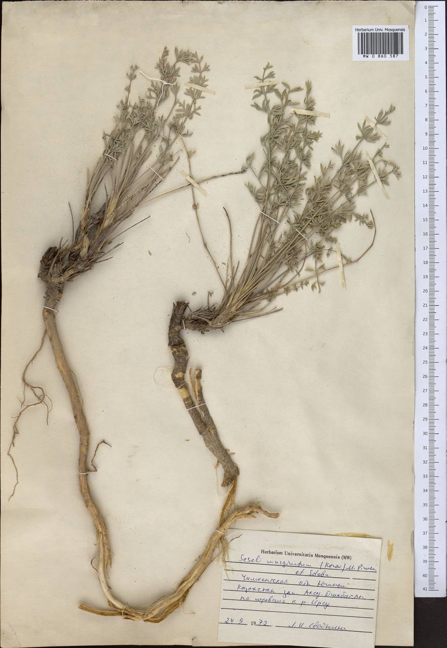 Libanotis marginata Korov., Middle Asia, Western Tian Shan & Karatau (M3) (Kazakhstan)