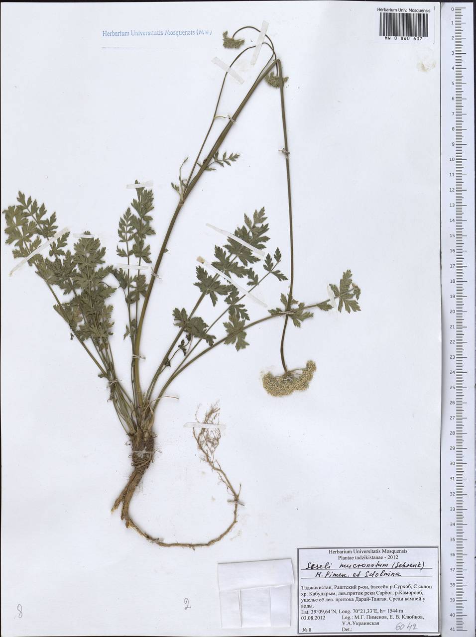 Seseli mucronatum (Schrenk) Pimenov & Sdobnina, Middle Asia, Pamir & Pamiro-Alai (M2) (Tajikistan)