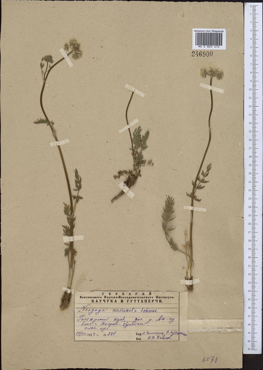Seseli mucronatum (Schrenk) Pimenov & Sdobnina, Middle Asia, Pamir & Pamiro-Alai (M2) (Uzbekistan)