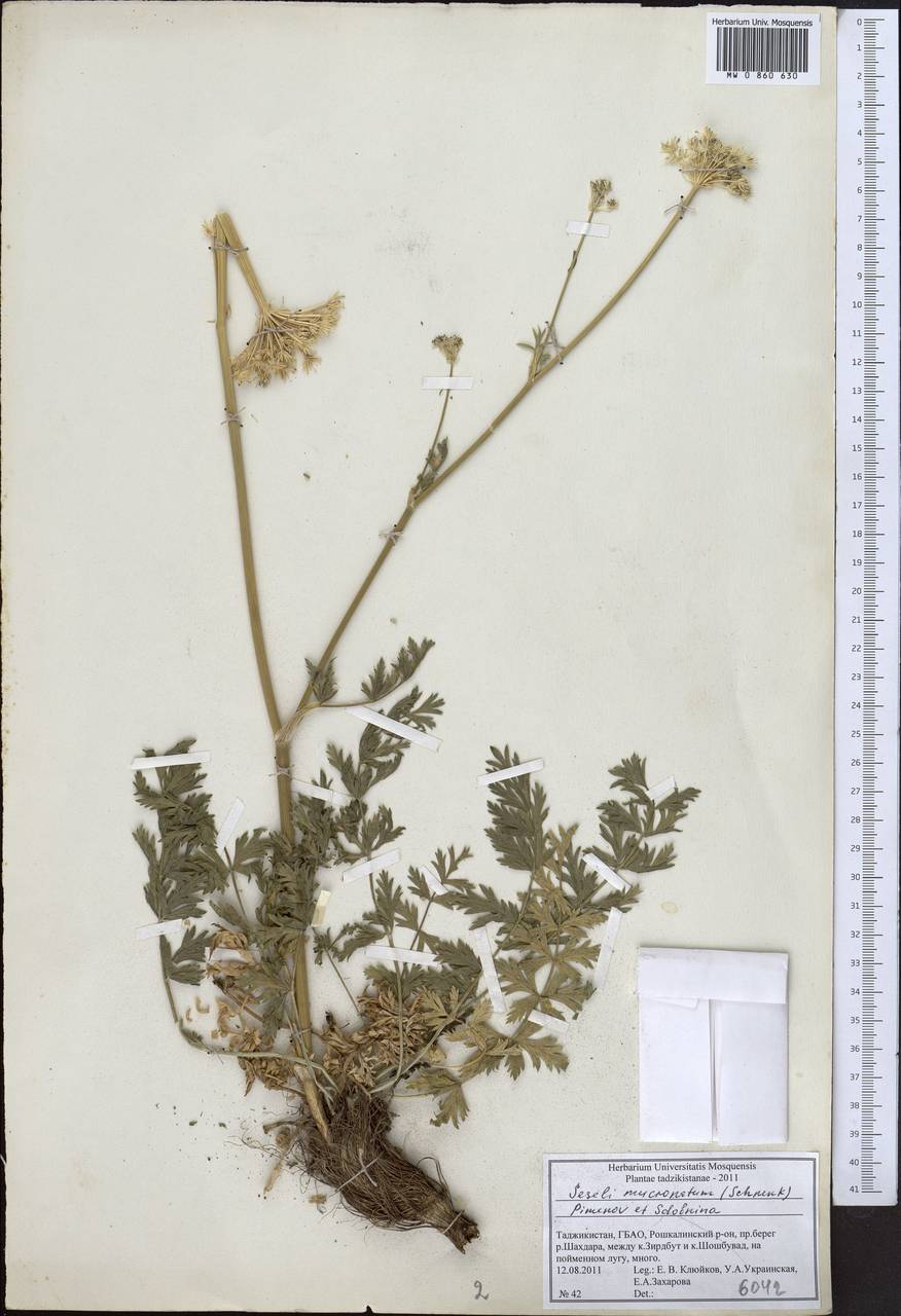 Seseli mucronatum (Schrenk) Pimenov & Sdobnina, Middle Asia, Pamir & Pamiro-Alai (M2) (Tajikistan)