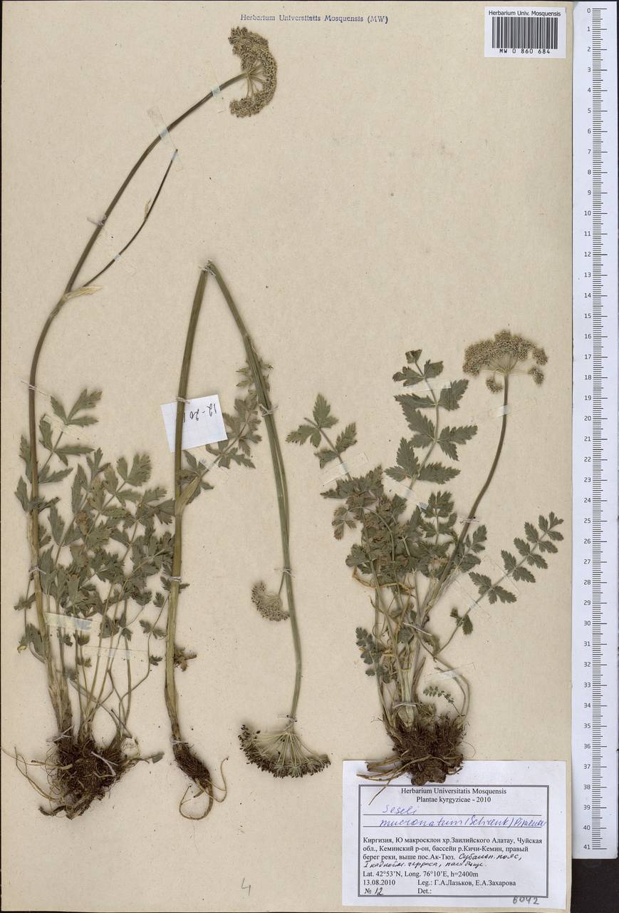 Seseli mucronatum (Schrenk) Pimenov & Sdobnina, Middle Asia, Northern & Central Tian Shan (M4) (Kyrgyzstan)