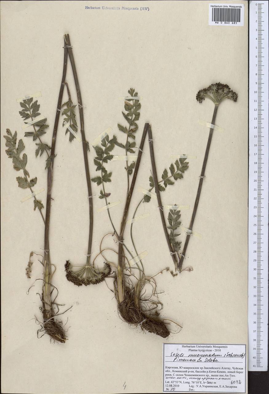Seseli mucronatum (Schrenk) Pimenov & Sdobnina, Middle Asia, Northern & Central Tian Shan (M4) (Kyrgyzstan)