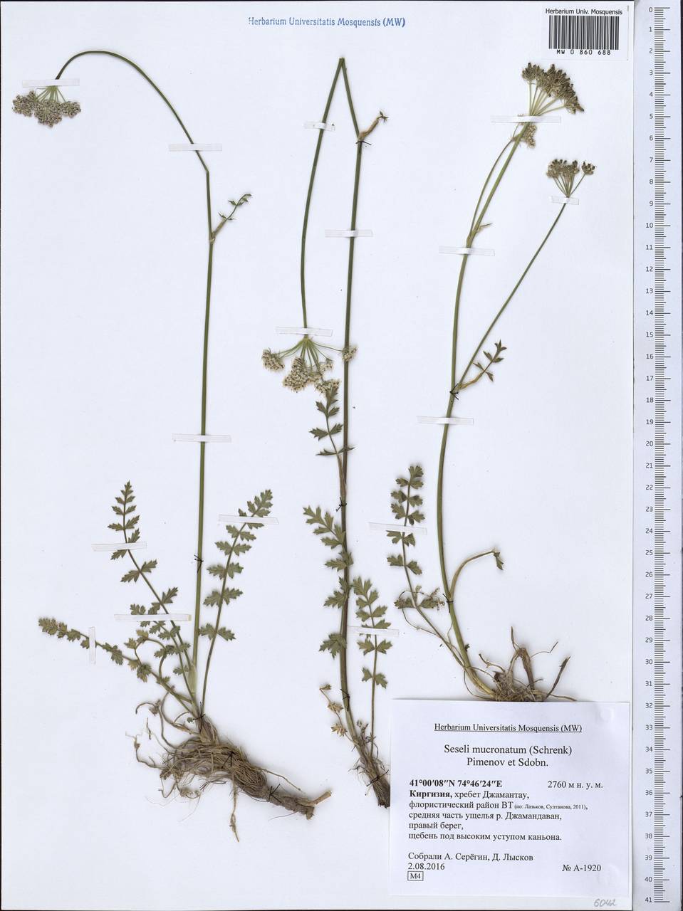 Seseli mucronatum (Schrenk) Pimenov & Sdobnina, Middle Asia, Northern & Central Tian Shan (M4) (Kyrgyzstan)