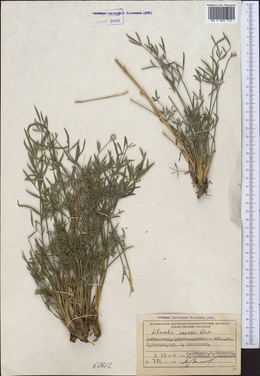 Libanotis nevskii Korov., Middle Asia, Pamir & Pamiro-Alai (M2) (Uzbekistan)