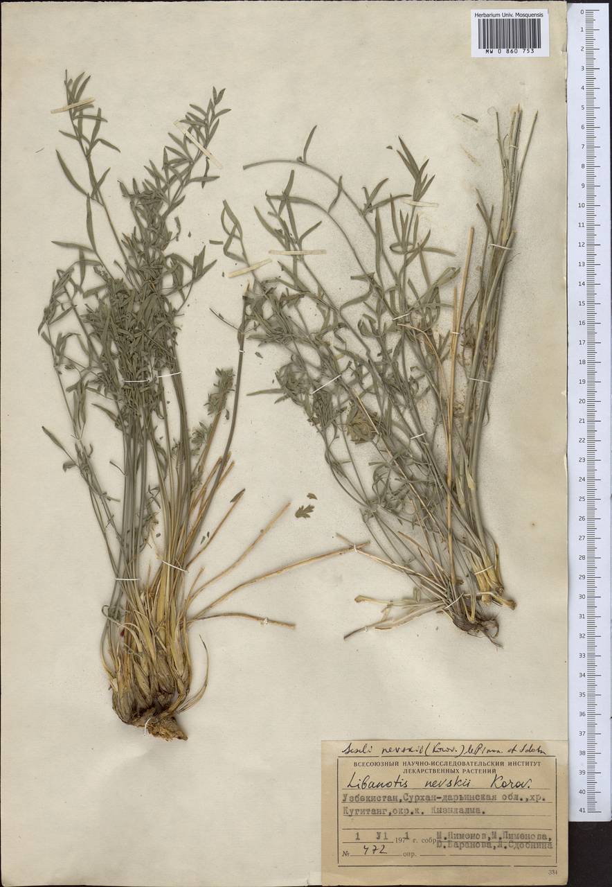 Libanotis nevskii Korov., Middle Asia, Pamir & Pamiro-Alai (M2) (Uzbekistan)