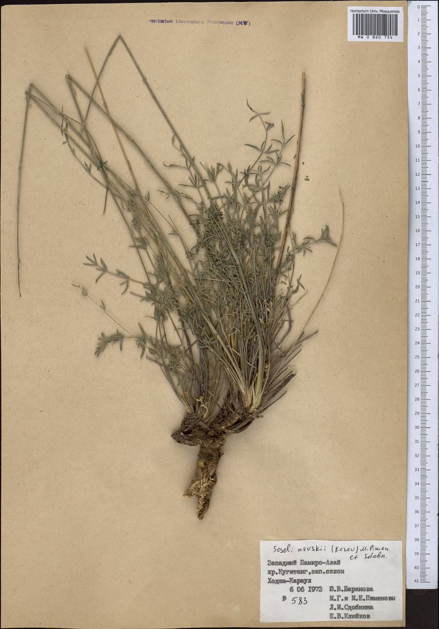 Libanotis nevskii Korov., Middle Asia, Pamir & Pamiro-Alai (M2) (Turkmenistan)