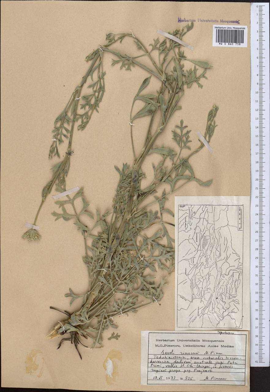 Seseli rimosum Pimenov, Middle Asia, Pamir & Pamiro-Alai (M2) (Tajikistan)