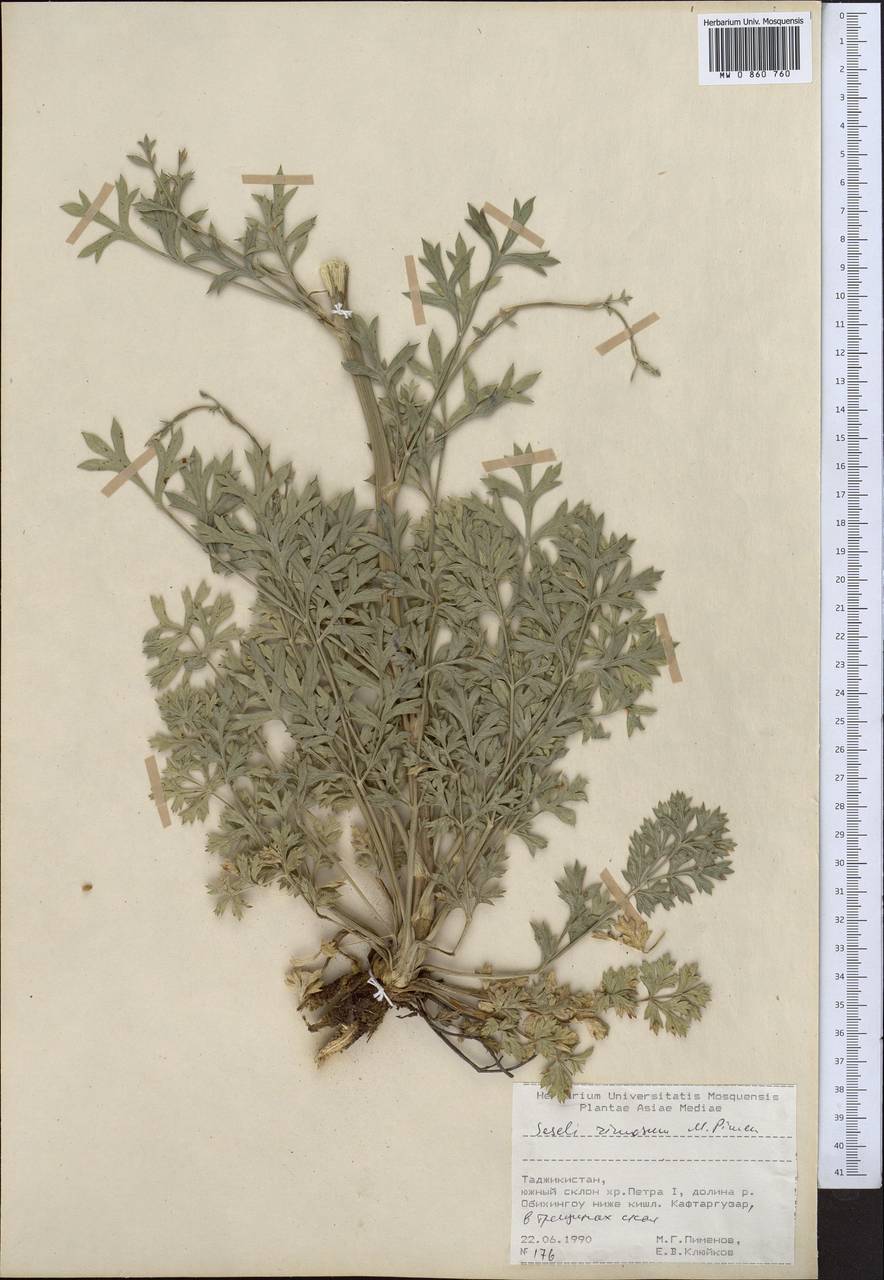 Seseli rimosum Pimenov, Middle Asia, Pamir & Pamiro-Alai (M2) (Tajikistan)