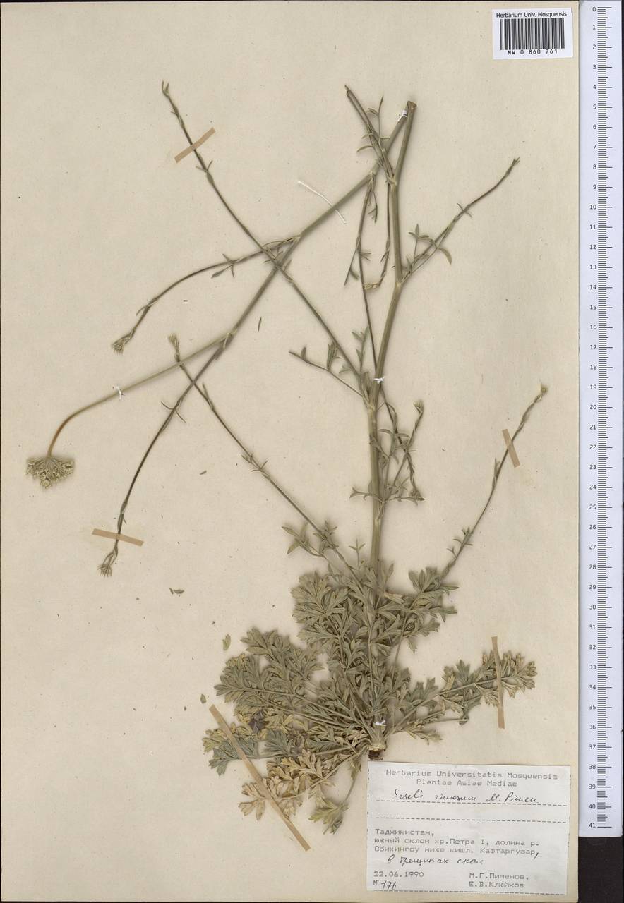 Seseli rimosum Pimenov, Middle Asia, Pamir & Pamiro-Alai (M2) (Tajikistan)