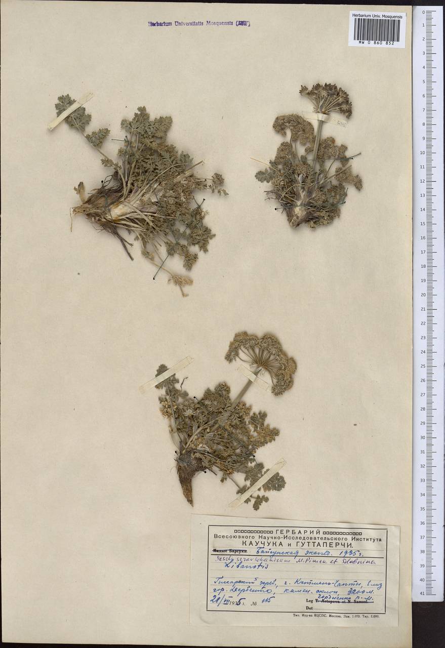 Seseli seravschanicum (Schischk.) Pimenov & Sdobnina, Middle Asia, Pamir & Pamiro-Alai (M2) (Uzbekistan)
