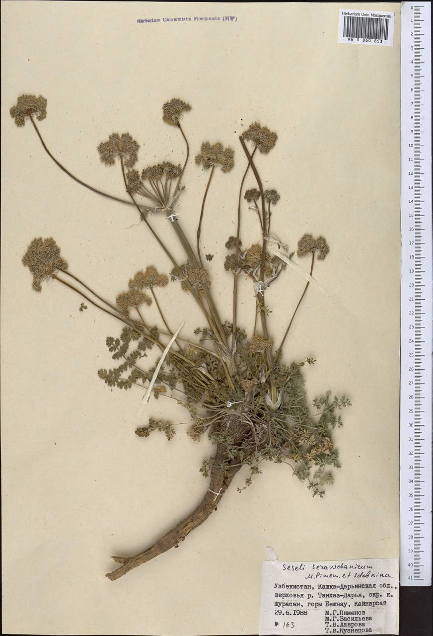 Seseli seravschanicum (Schischk.) Pimenov & Sdobnina, Middle Asia, Pamir & Pamiro-Alai (M2) (Uzbekistan)