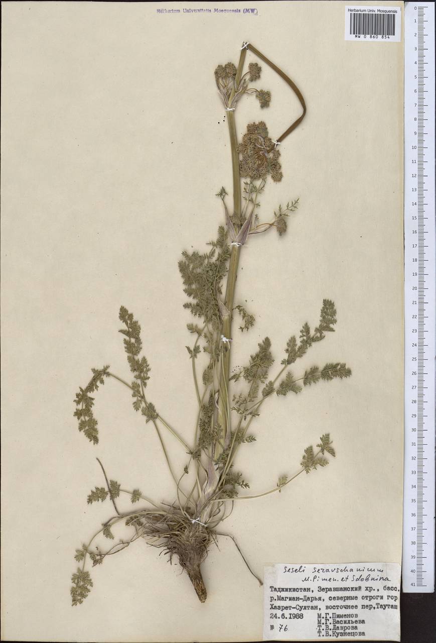Seseli seravschanicum (Schischk.) Pimenov & Sdobnina, Middle Asia, Pamir & Pamiro-Alai (M2) (Tajikistan)