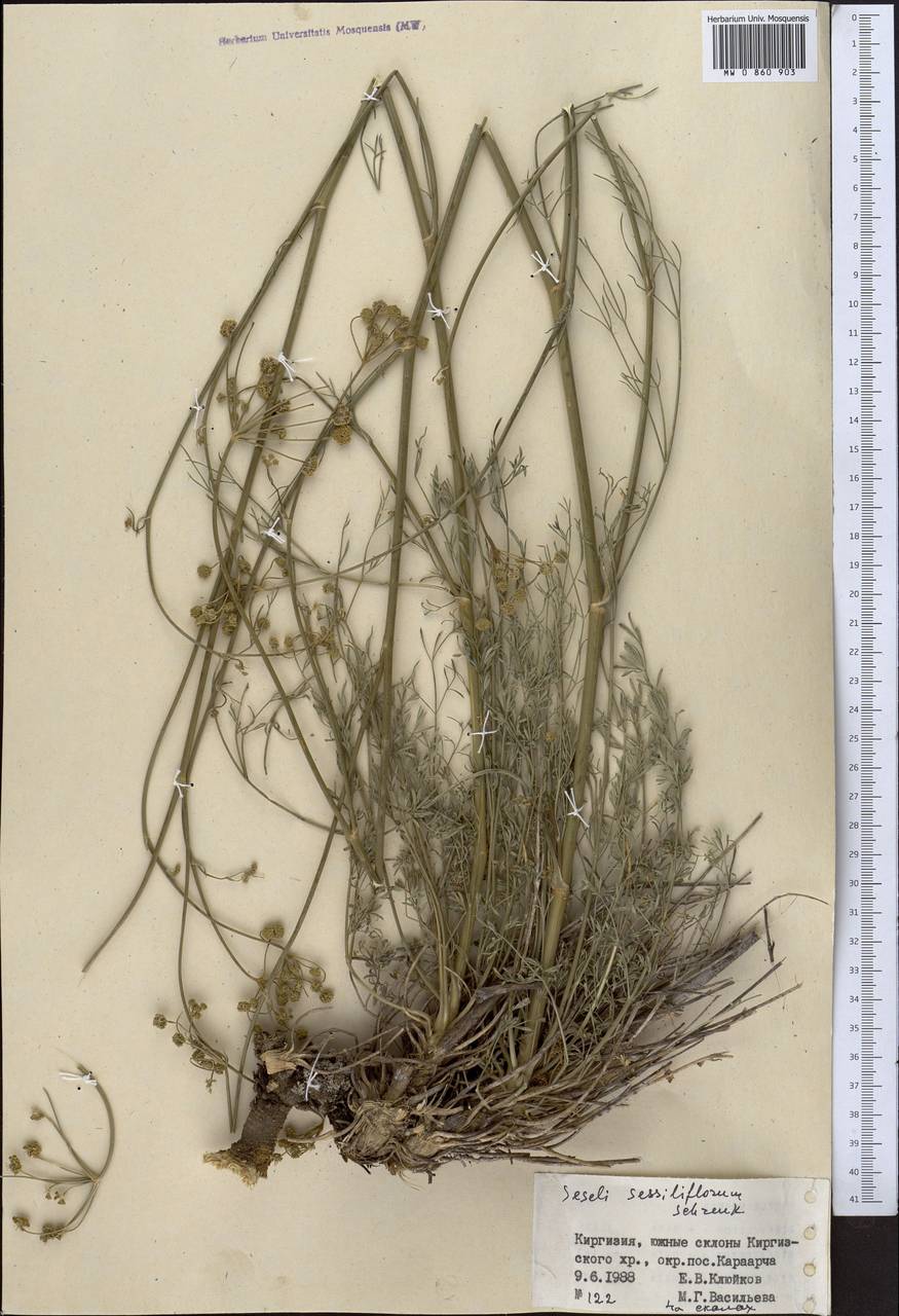 Seseli sessiliflorum Schrenk, Middle Asia, Western Tian Shan & Karatau (M3) (Kyrgyzstan)