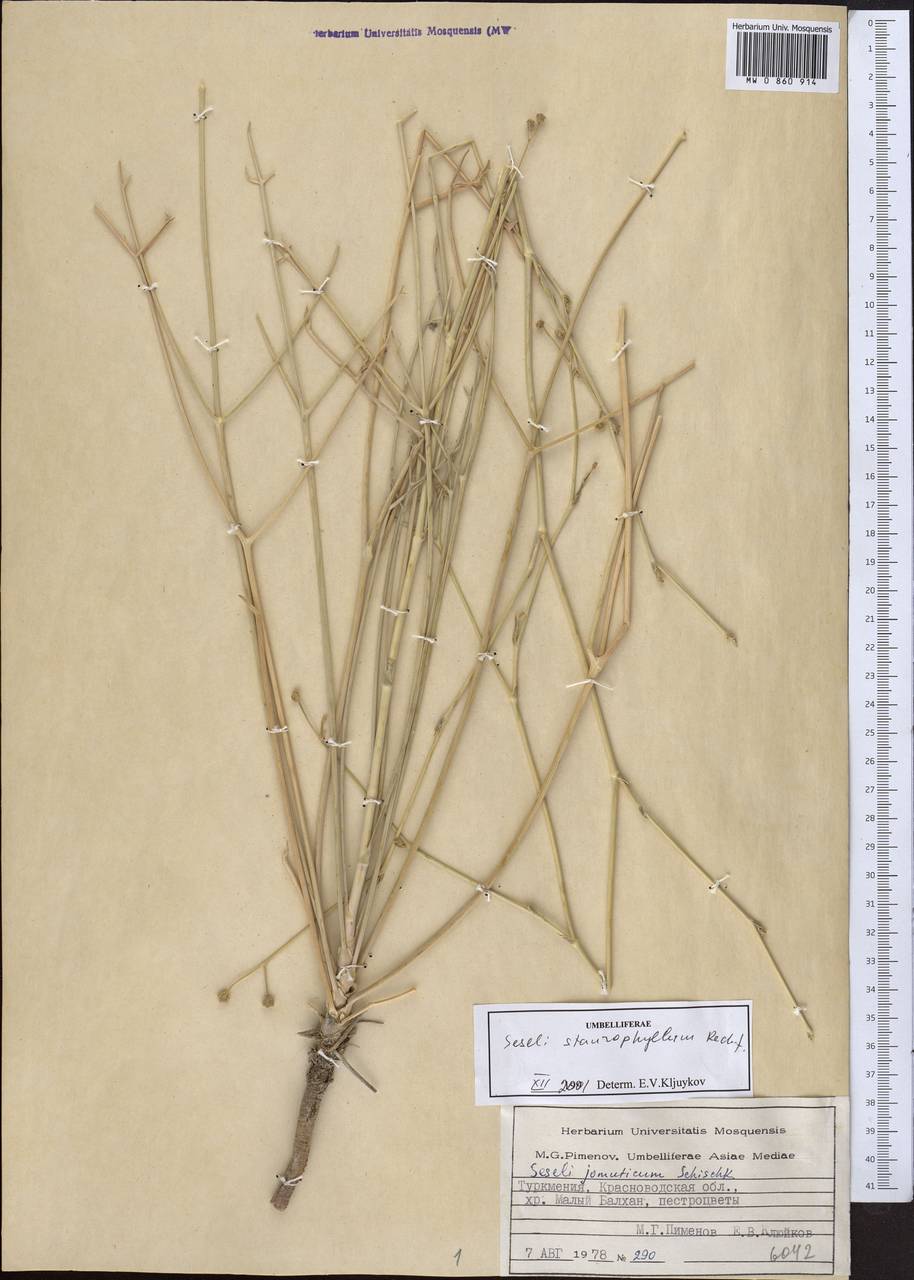 Eriocycla staurophylla (Rech. fil.) Rech. fil., Middle Asia, Kopet Dag, Badkhyz, Small & Great Balkhan (M1) (Turkmenistan)
