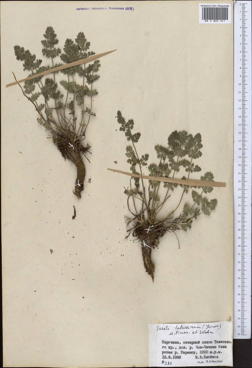 Libanotis turkestanensis M. Hiroe, Middle Asia, Western Tian Shan & Karatau (M3) (Kyrgyzstan)