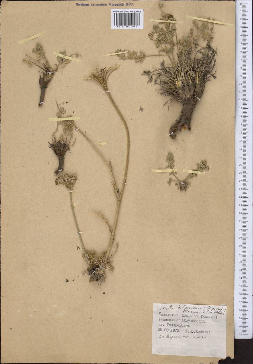 Libanotis turkestanensis M. Hiroe, Middle Asia, Western Tian Shan & Karatau (M3) (Kazakhstan)