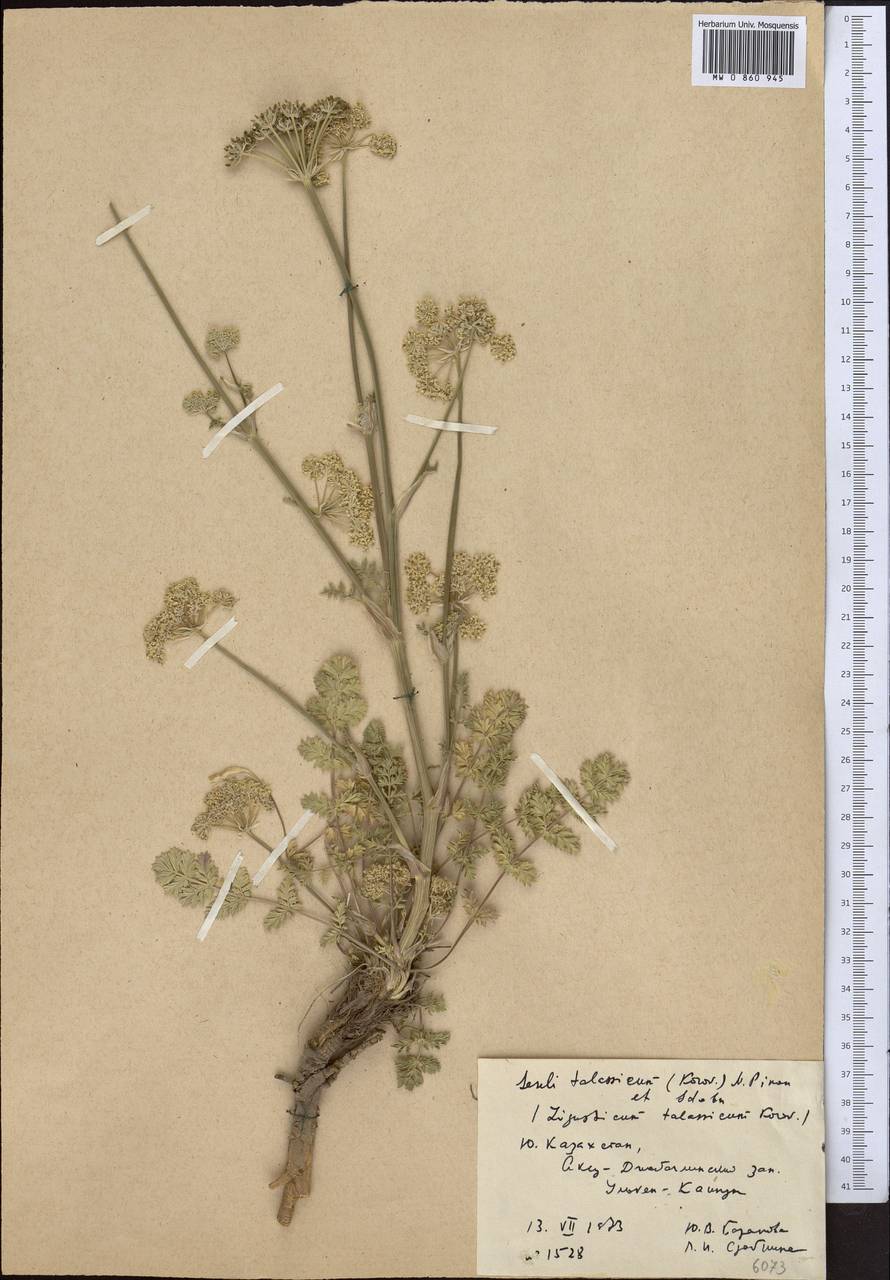 Libanotis turkestanensis M. Hiroe, Middle Asia, Western Tian Shan & Karatau (M3) (Kazakhstan)