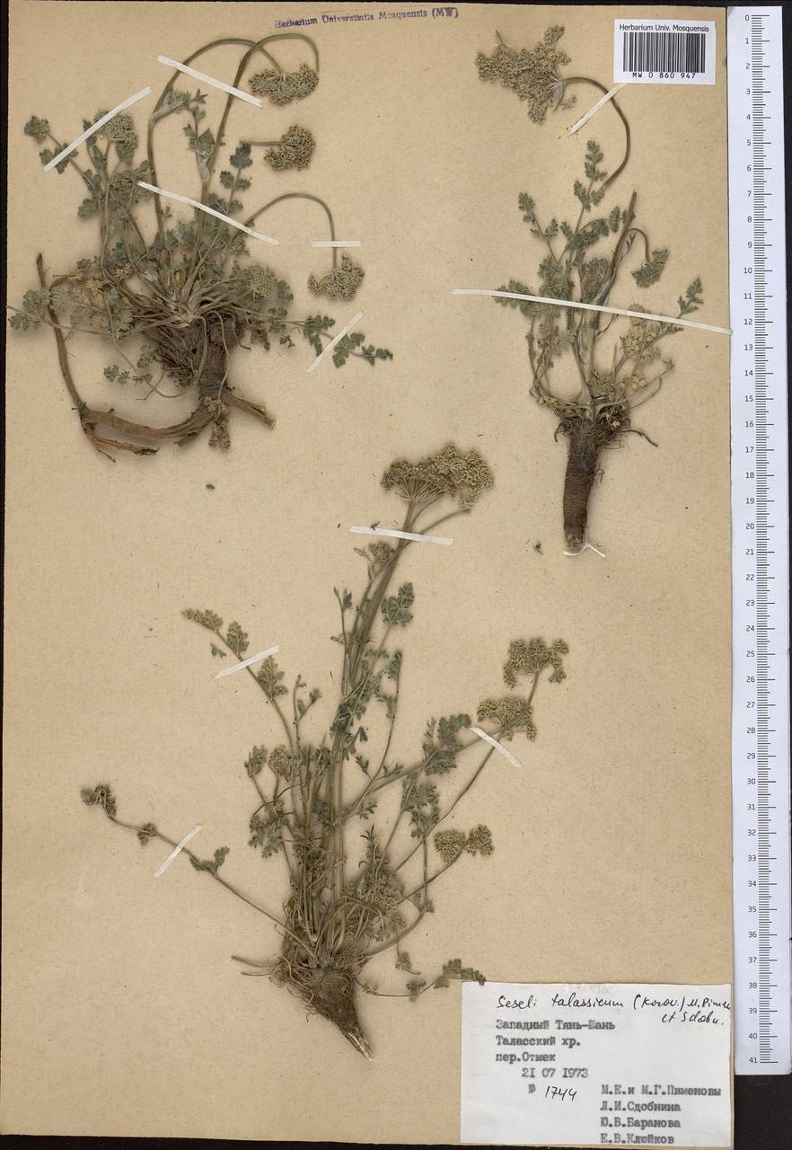 Libanotis turkestanensis M. Hiroe, Middle Asia, Western Tian Shan & Karatau (M3) (Kyrgyzstan)