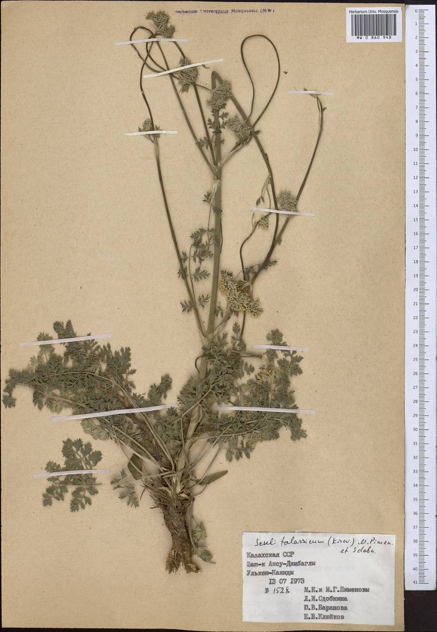 Libanotis turkestanensis M. Hiroe, Middle Asia, Western Tian Shan & Karatau (M3) (Kazakhstan)