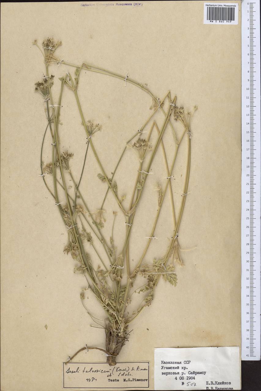 Libanotis turkestanensis M. Hiroe, Middle Asia, Western Tian Shan & Karatau (M3) (Kazakhstan)