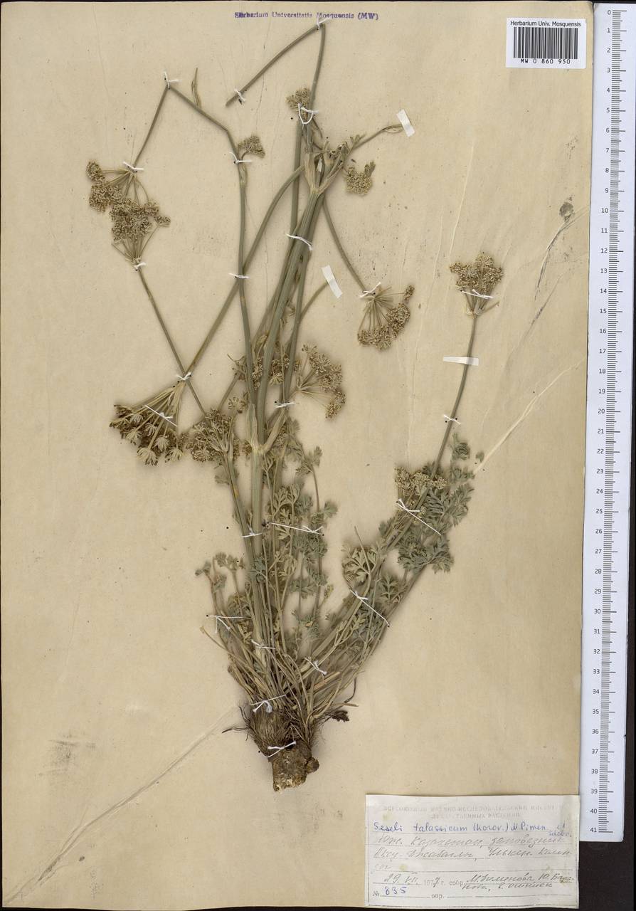 Libanotis turkestanensis M. Hiroe, Middle Asia, Western Tian Shan & Karatau (M3) (Kazakhstan)