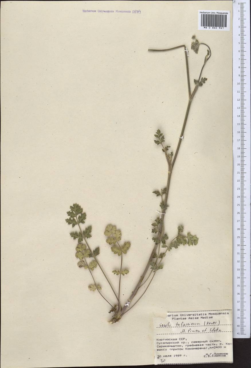 Libanotis turkestanensis M. Hiroe, Middle Asia, Northern & Central Tian Shan (M4) (Kyrgyzstan)