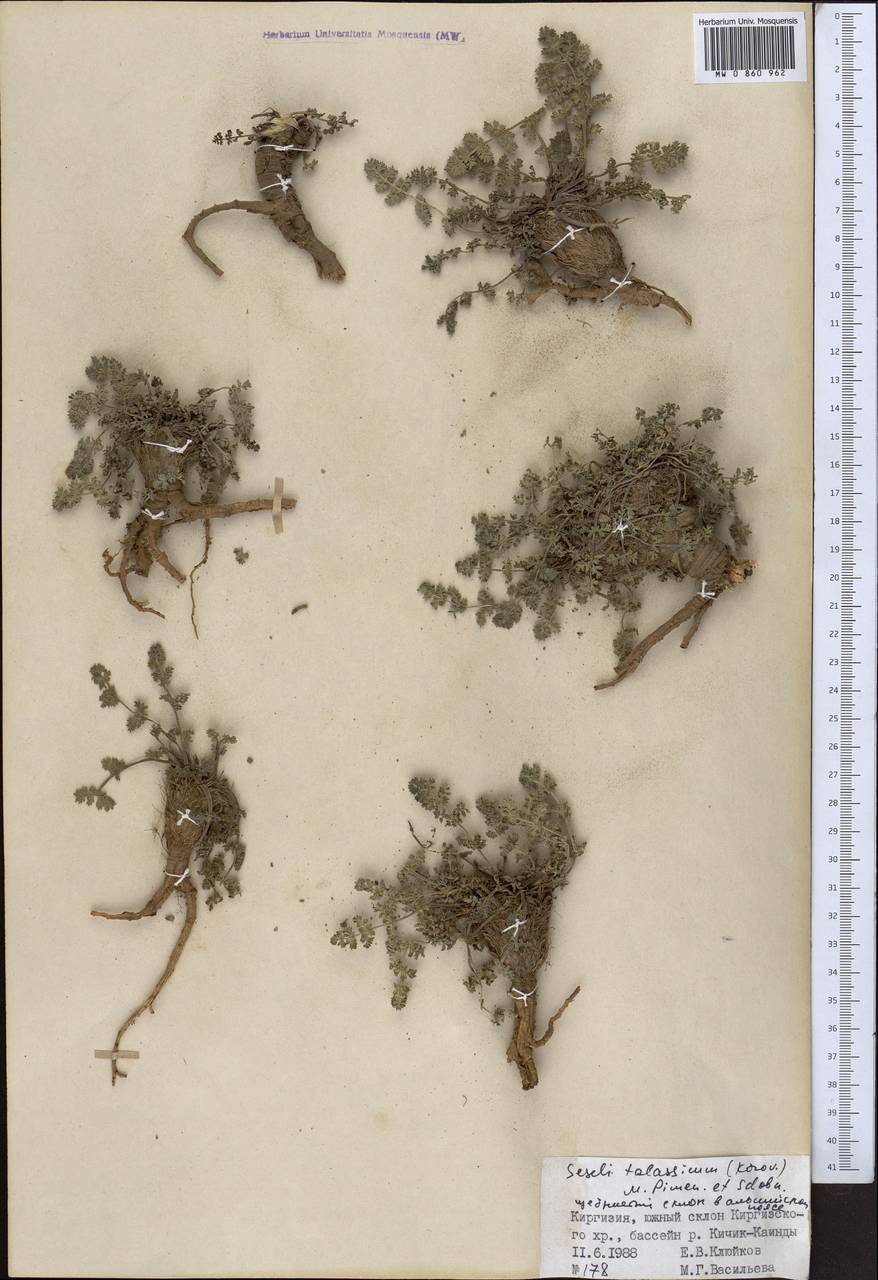 Libanotis turkestanensis M. Hiroe, Middle Asia, Northern & Central Tian Shan (M4) (Kyrgyzstan)