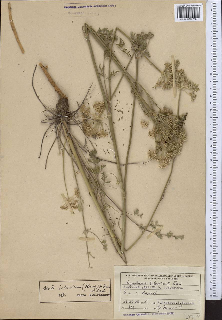 Libanotis turkestanensis M. Hiroe, Middle Asia, Northern & Central Tian Shan (M4) (Kyrgyzstan)