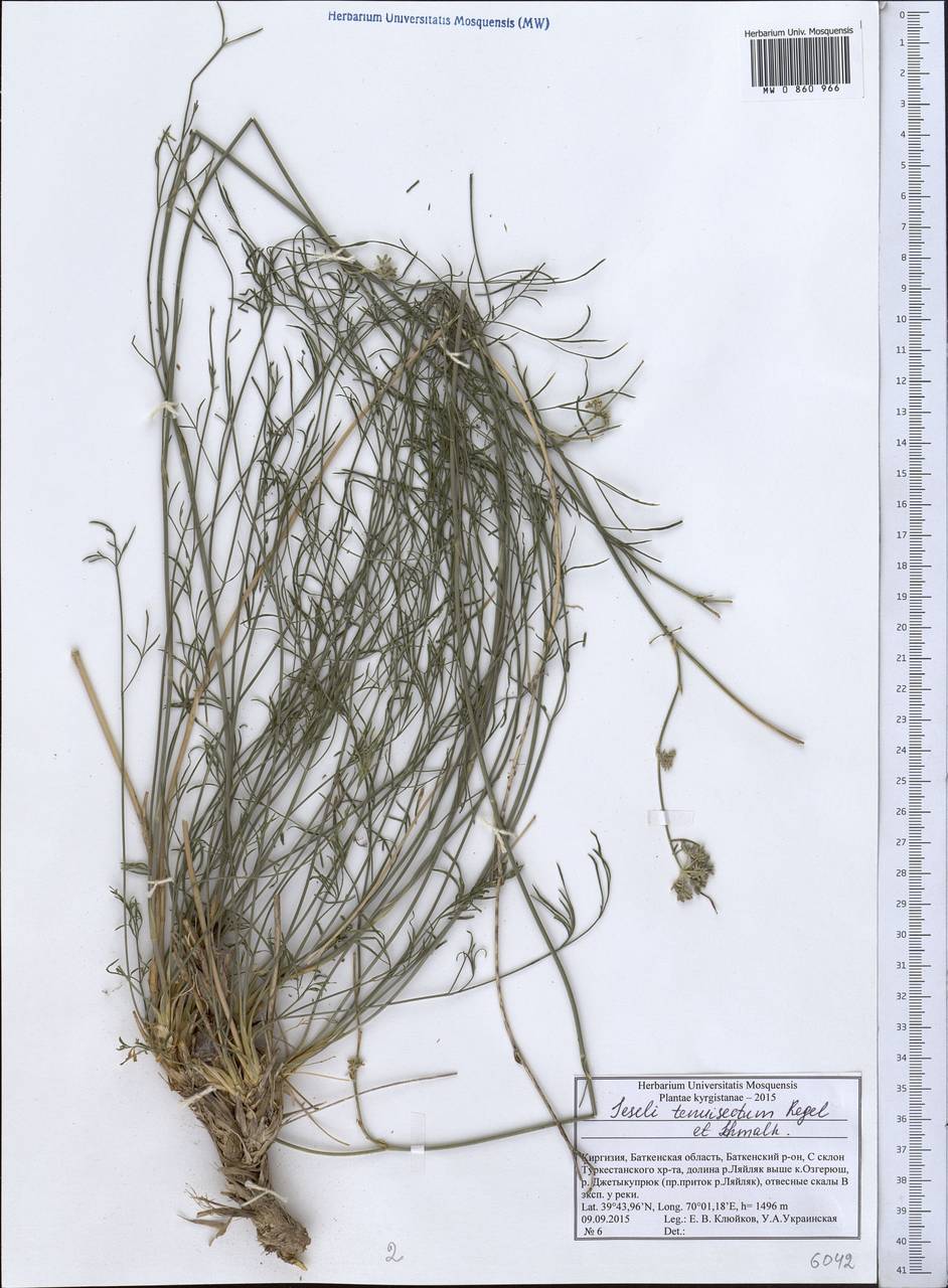 Seseli tenuisectum Regel & Schmalh., Middle Asia, Pamir & Pamiro-Alai (M2) (Kyrgyzstan)