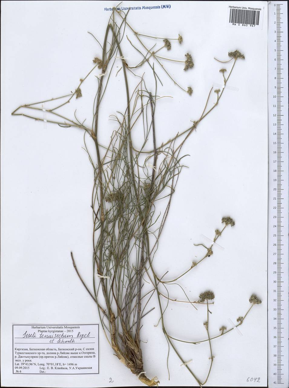 Seseli tenuisectum Regel & Schmalh., Middle Asia, Pamir & Pamiro-Alai (M2) (Kyrgyzstan)