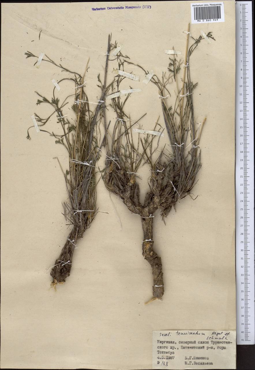 Seseli tenuisectum Regel & Schmalh., Middle Asia, Pamir & Pamiro-Alai (M2) (Uzbekistan)