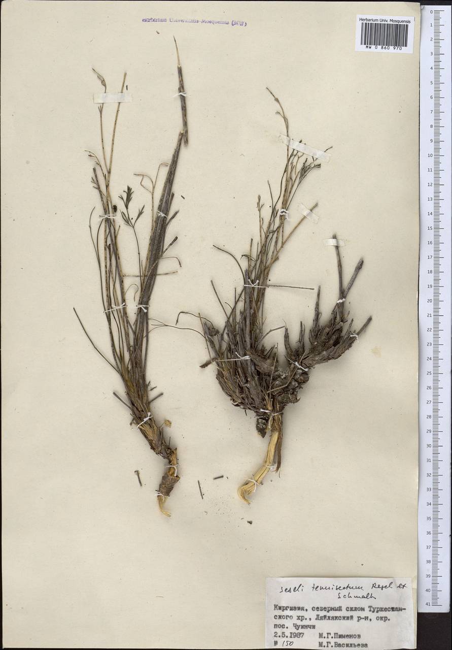 Seseli tenuisectum Regel & Schmalh., Middle Asia, Pamir & Pamiro-Alai (M2) (Kyrgyzstan)