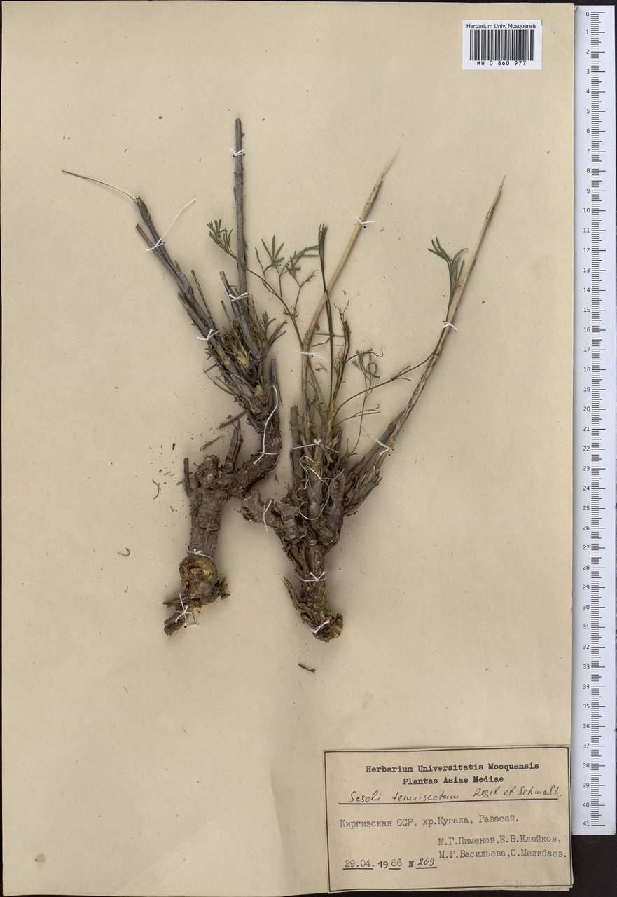 Seseli tenuisectum Regel & Schmalh., Middle Asia, Western Tian Shan & Karatau (M3) (Kyrgyzstan)