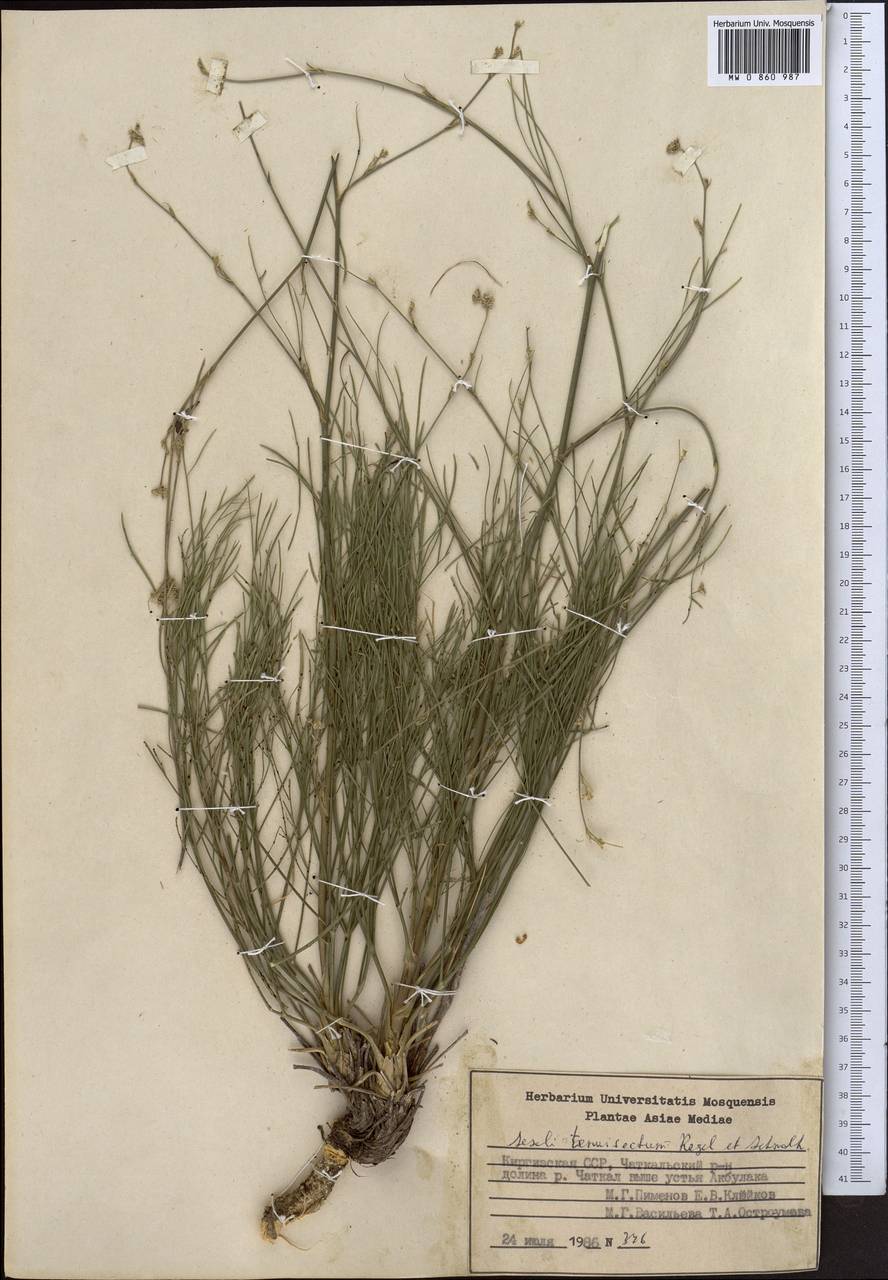 Seseli tenuisectum Regel & Schmalh., Middle Asia, Western Tian Shan & Karatau (M3) (Kyrgyzstan)