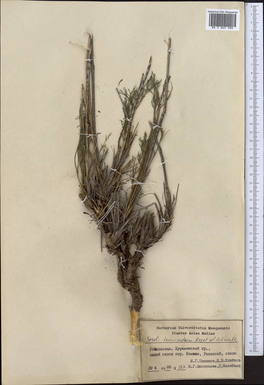 Seseli tenuisectum Regel & Schmalh., Middle Asia, Western Tian Shan & Karatau (M3) (Uzbekistan)