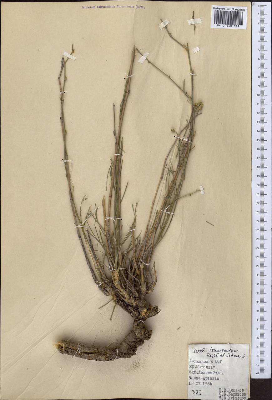 Seseli tenuisectum Regel & Schmalh., Middle Asia, Western Tian Shan & Karatau (M3) (Tajikistan)